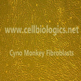 Monkey Primary Aortic Fibroblasts Monkey Primary Aortic Fibroblasts